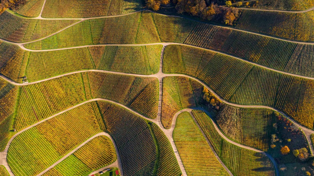 秋季葡萄园的鸟瞰图,瓦恩哈尔特,黑森林,德国 (© Sabine Gerold/Amazing Aerial Agency) desktop wallpaper