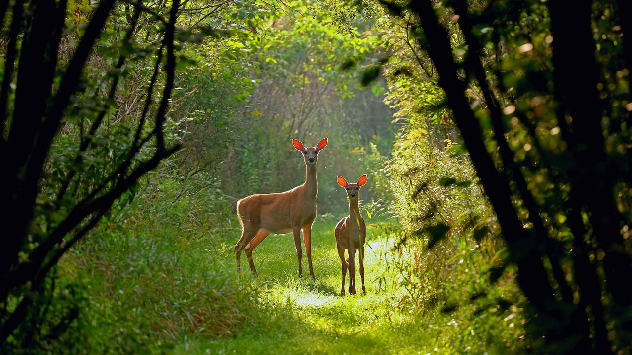 White-tailed doe and fawn in Wisconsin (© Karel Bock/Shutterstock) desktop wallpaper