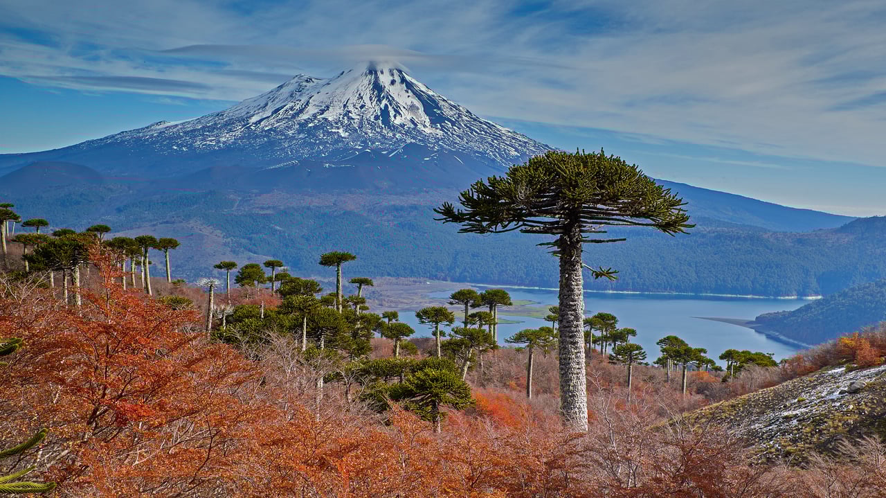 亚伊马火山与前景中的智利南洋杉,智利孔吉利奥国家公园 (© Fotografías Jorge León Cabello/Getty Images) desktop wallpaper