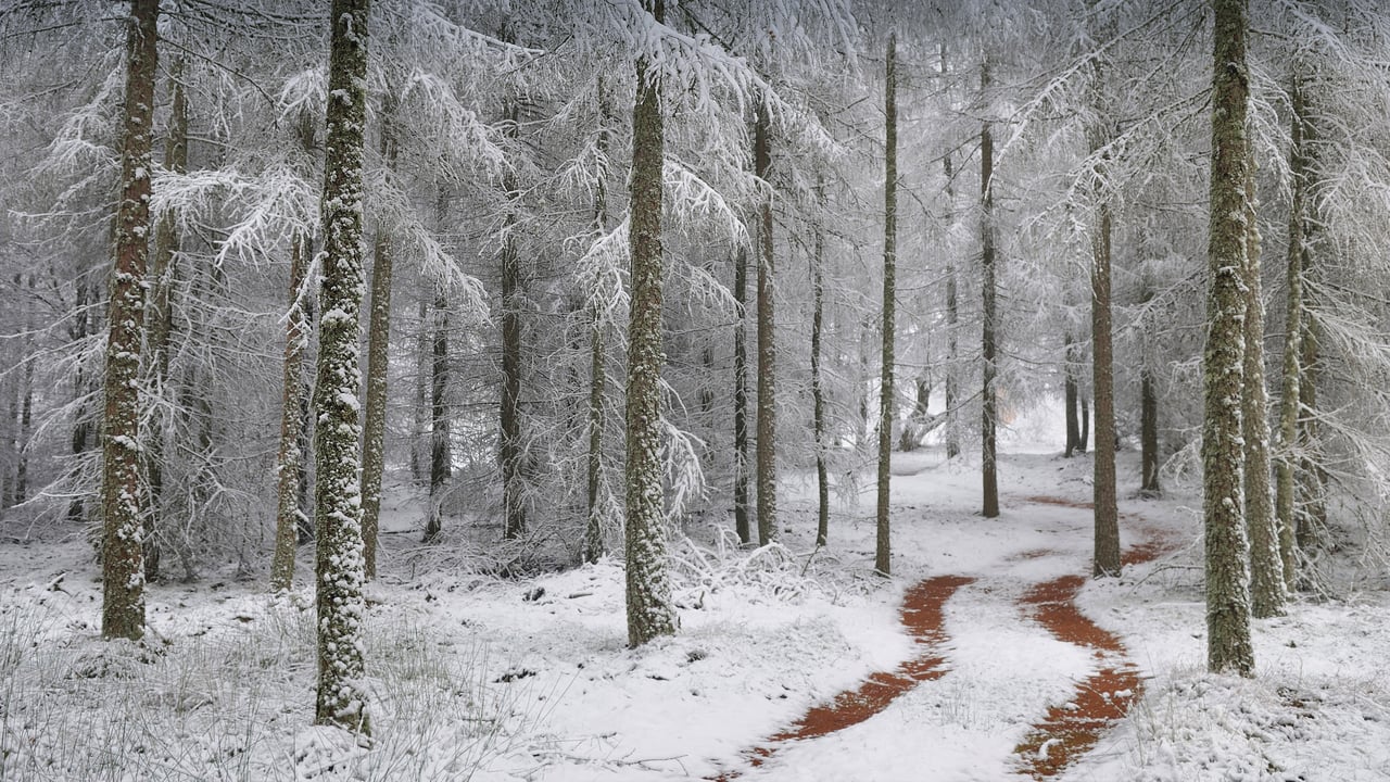 Northern Vosges Regional Nature Park, France (© Michel Rauch/Minden Pictures) desktop wallpaper
