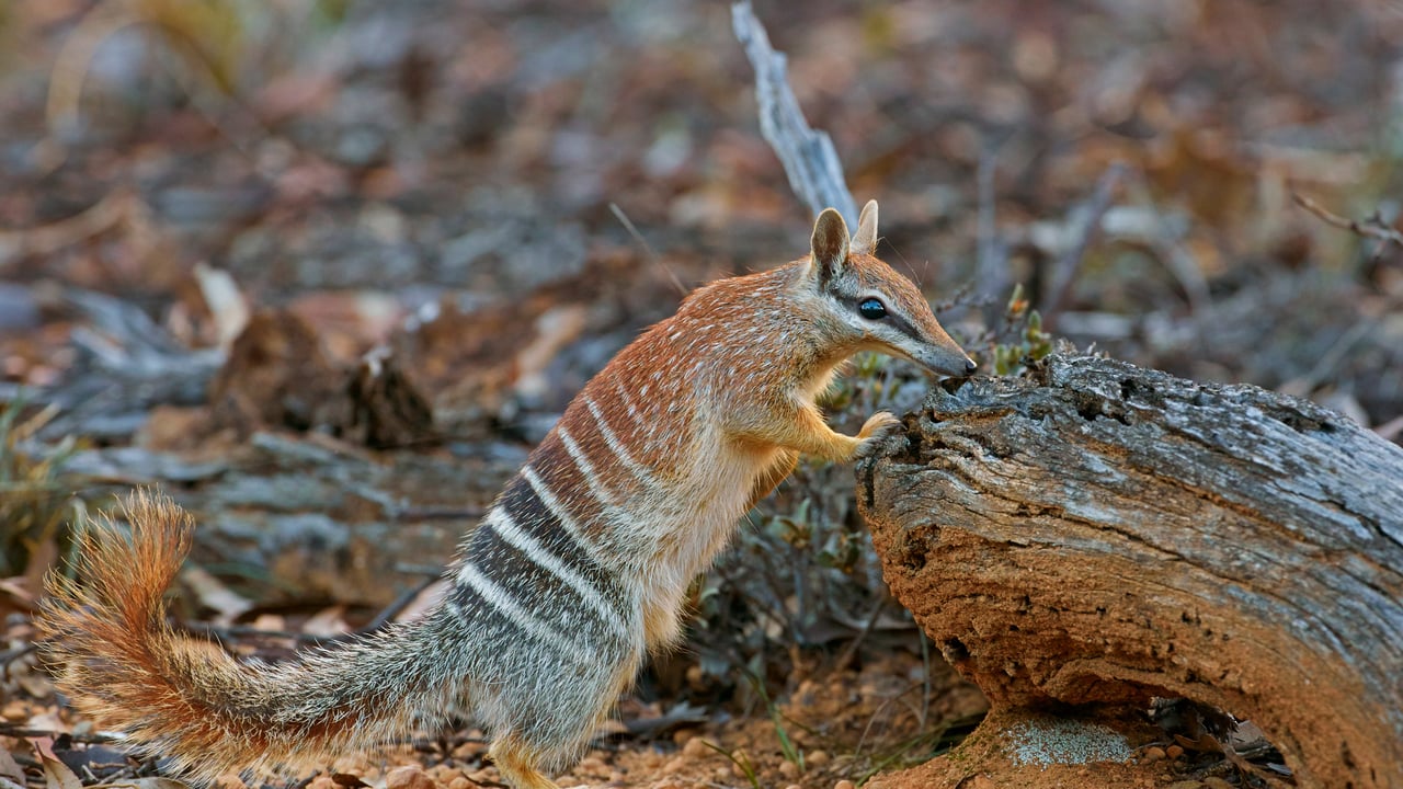 Female numbat in Brookton, Western Australia (© Martin Willis/Minden Pictures) desktop wallpaper