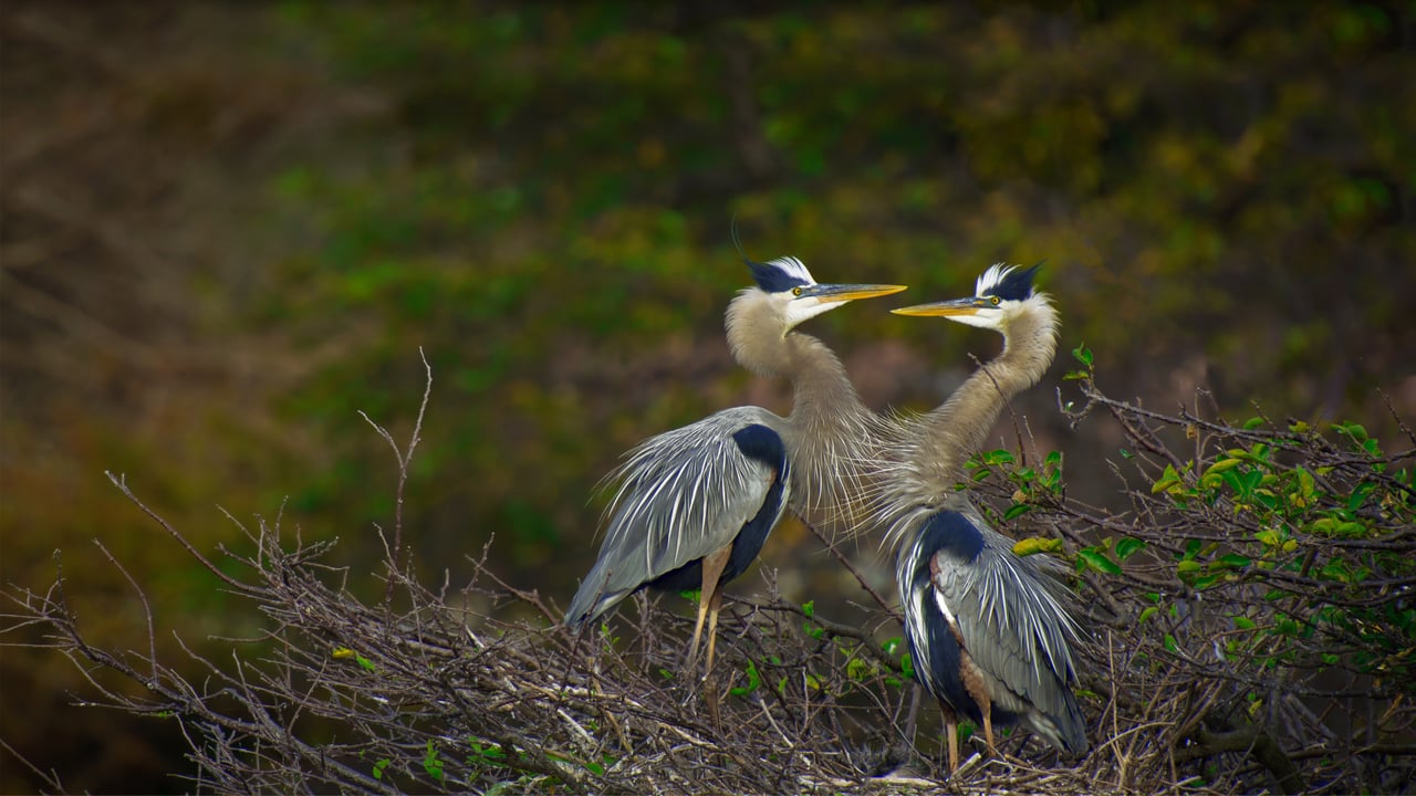 Great blue herons in the Wakodahatchee Wetlands, Delray Beach, Florida (© Marie Hickman/Getty Images) desktop wallpaper