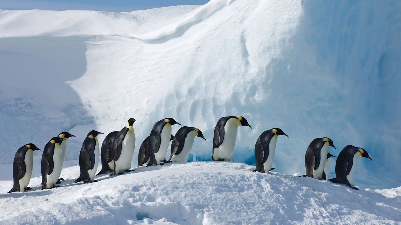 「コウテイペンギンの隊列」南極, スノー・ヒル島 (© David Tipling Photo Library/Alamy) desktop wallpaper