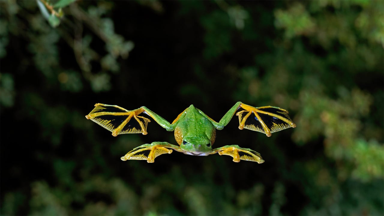 A Wallace's flying frog glides to the forest floor (© Stephen Dalton/Minden Pictures) desktop wallpaper