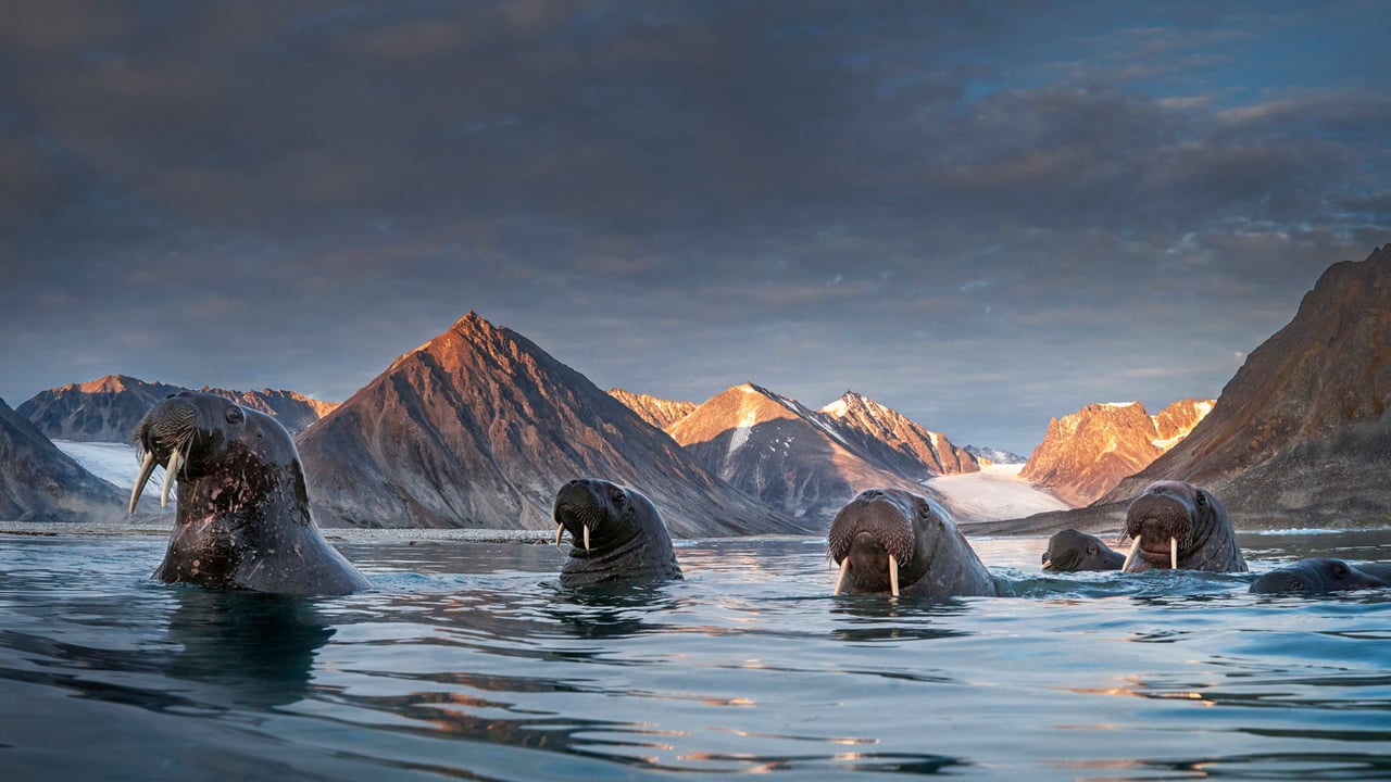 Herd of walruses in northern Spitsbergen, Svalbard archipelago, Norway (© AWL Images/Danita Delimont) desktop wallpaper
