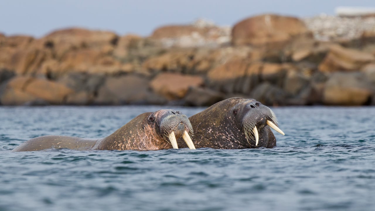 Walrus pair at sea in Svalbard, Norway (© Mark Smith/Getty Images) desktop wallpaper