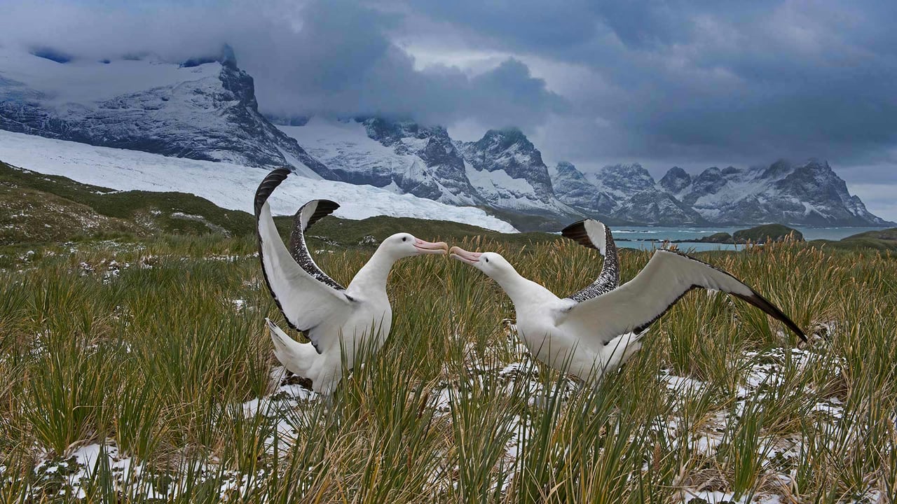 Wandering albatross pair, South Georgia Island (© David Tipling Photo Library/Alamy) desktop wallpaper