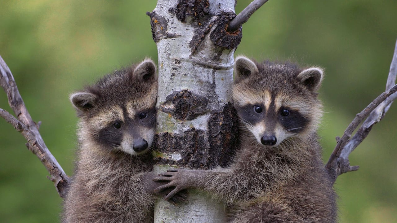 Waschbär (Procyon Lotor) zwei Babys klettern auf den Baum (© Tim Fitzharris/Minden) desktop wallpaper