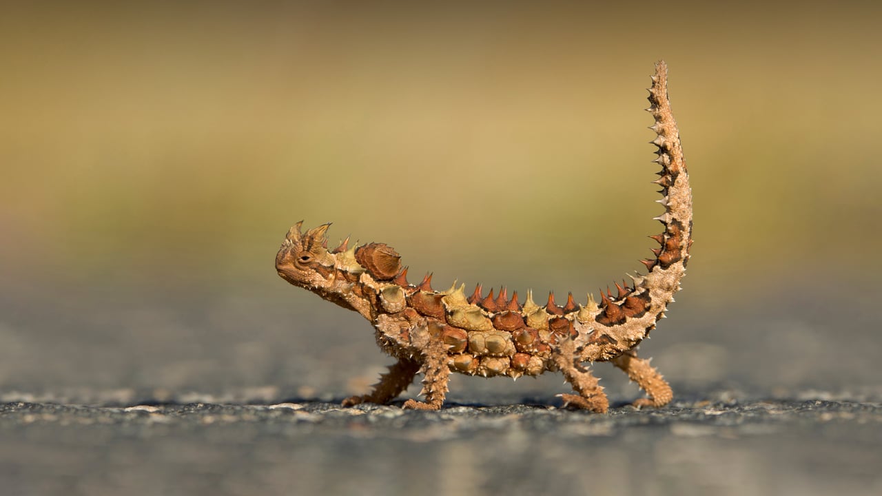 Thorny devil, Watarrka National Park, Australia (© Yva Momatiuk and John Eastcott/Minden Pictures) desktop wallpaper