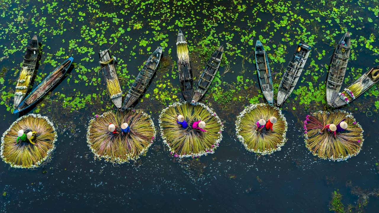 Water lily harvest, Mekong River Delta, Long An, Vietnam (© Khanh Phan/Solent News/Shutterstock) desktop wallpaper