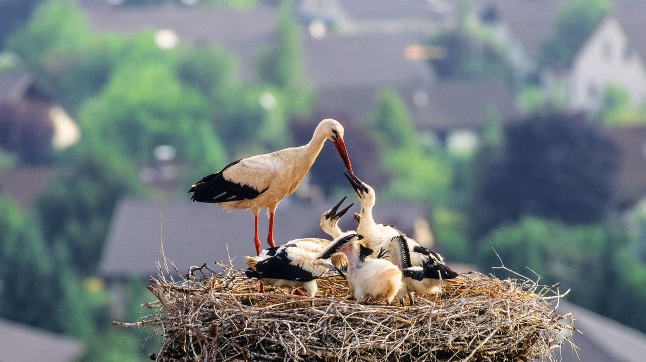Weißstorch mit Küken im Nest, Deutschland (© Konrad Wothe/Minden Pictures) desktop wallpaper
