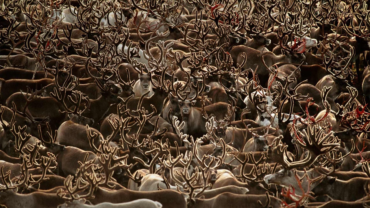 Caribou in Kobuk Valley National Park, Alaska (© Staffan Widstrand/Minden Pictures) desktop wallpaper