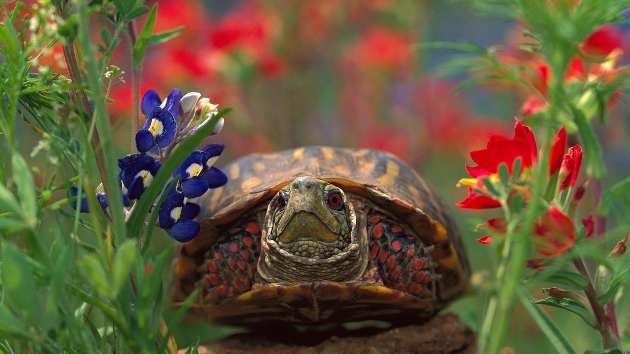 Western box turtle (© Tim Fitzharris/Minden Pictures) desktop wallpaper