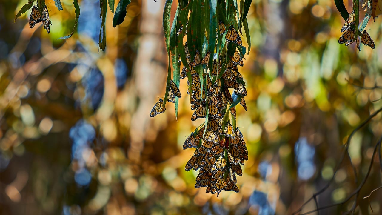 Monarch butterflies, Goleta, California (© Craig Rademacher/500px/Getty Images) desktop wallpaper
