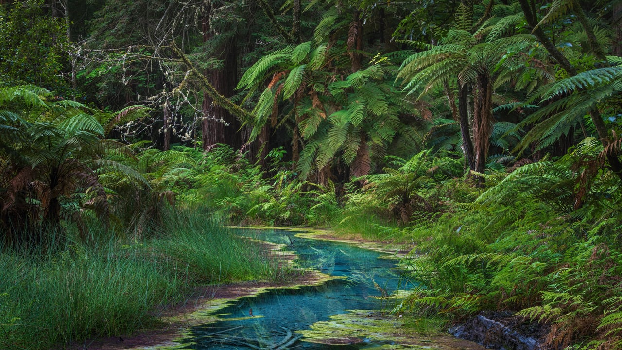 Redwood Memorial Grove in Whakarewarewa Forest, North Island, New Zealand (© Michael Breitung/Huber/eStock Photo) desktop wallpaper
