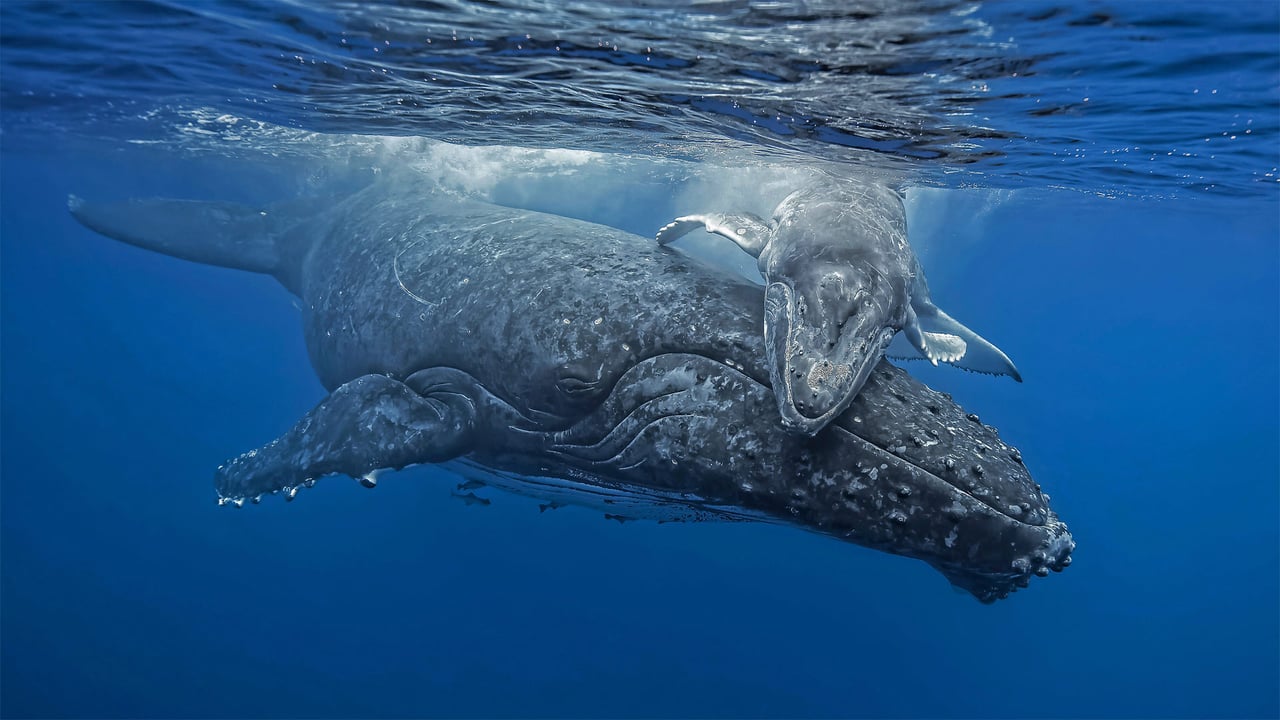 汤加海岸正要拥抱妈妈的小座头鲸 (© Biosphoto/Alamy) desktop wallpaper