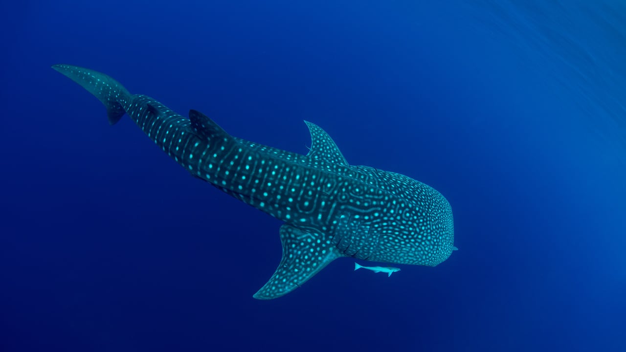 A whale shark in Cenderawasih Bay, West Papua, Indonesia (© Andy Lerner/Tandem Stills + Motion) desktop wallpaper