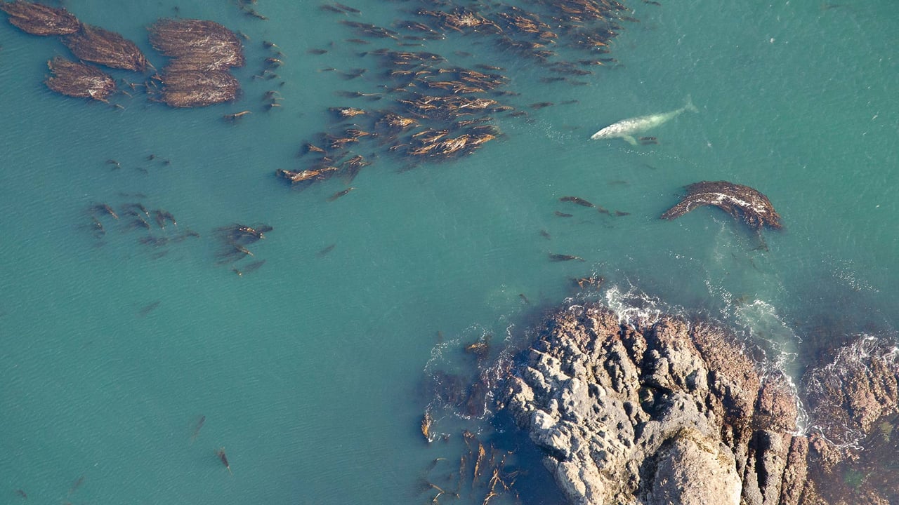 Aerial shot of grey whale (Eschrichtius robustus) at the surface among bull kelp in Vancouver (© Bertie Gregory/Minden Pictures) desktop wallpaper