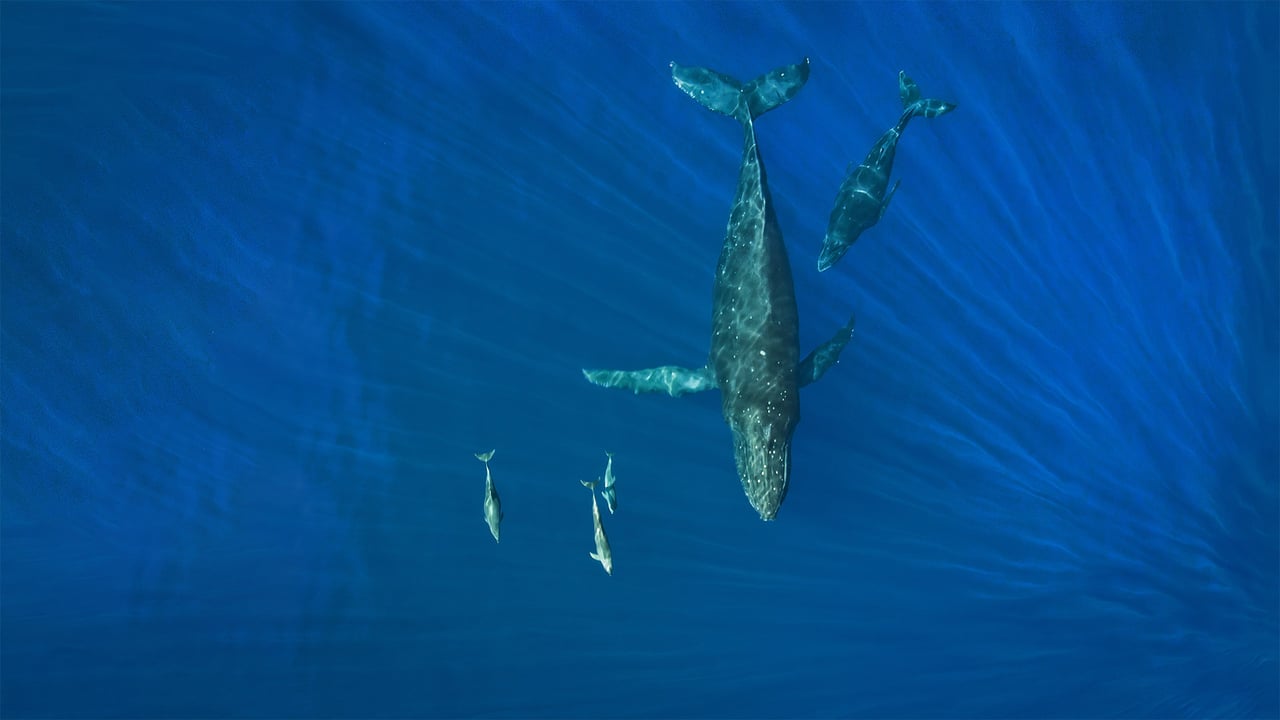 Humpback whales and dolphins, Hawaii (© drewsulockcreations/Getty Images) desktop wallpaper