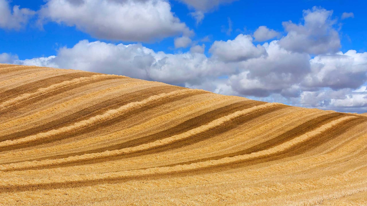 云下的麦田,西班牙巴利亚多利德 (© Carlos Javier García Prieto/EyeEm/Getty Images) desktop wallpaper