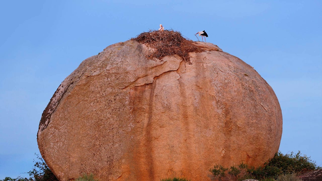 White storks at Los Barruecos Natural Monument, Caceres, Spain (© Wild Wonders of Europe/Widstrand/Minden Pictures) desktop wallpaper