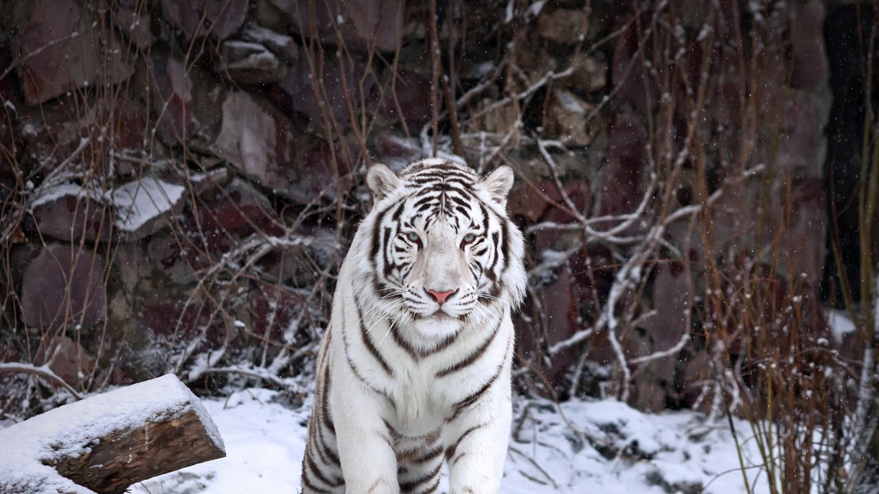 A white tiger at the Moscow Zoo, Russia (© andamanec/Shutterstock) desktop wallpaper