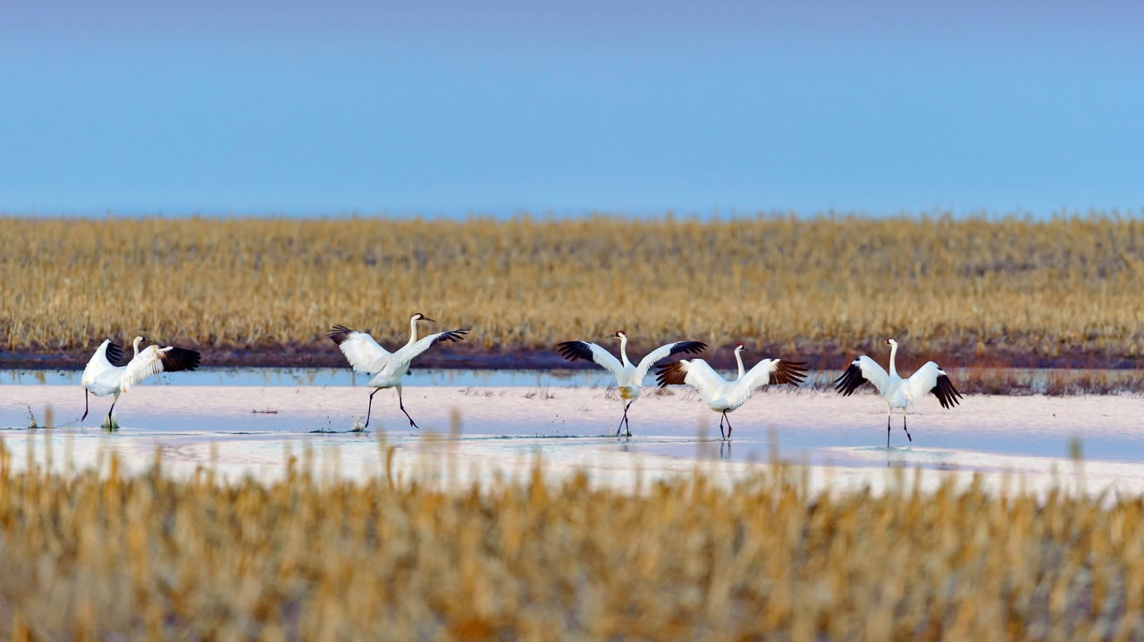 Whooping cranes taking off during spring migration in South Dakota (© Gerrit Vyn/Minden Pictures) desktop wallpaper
