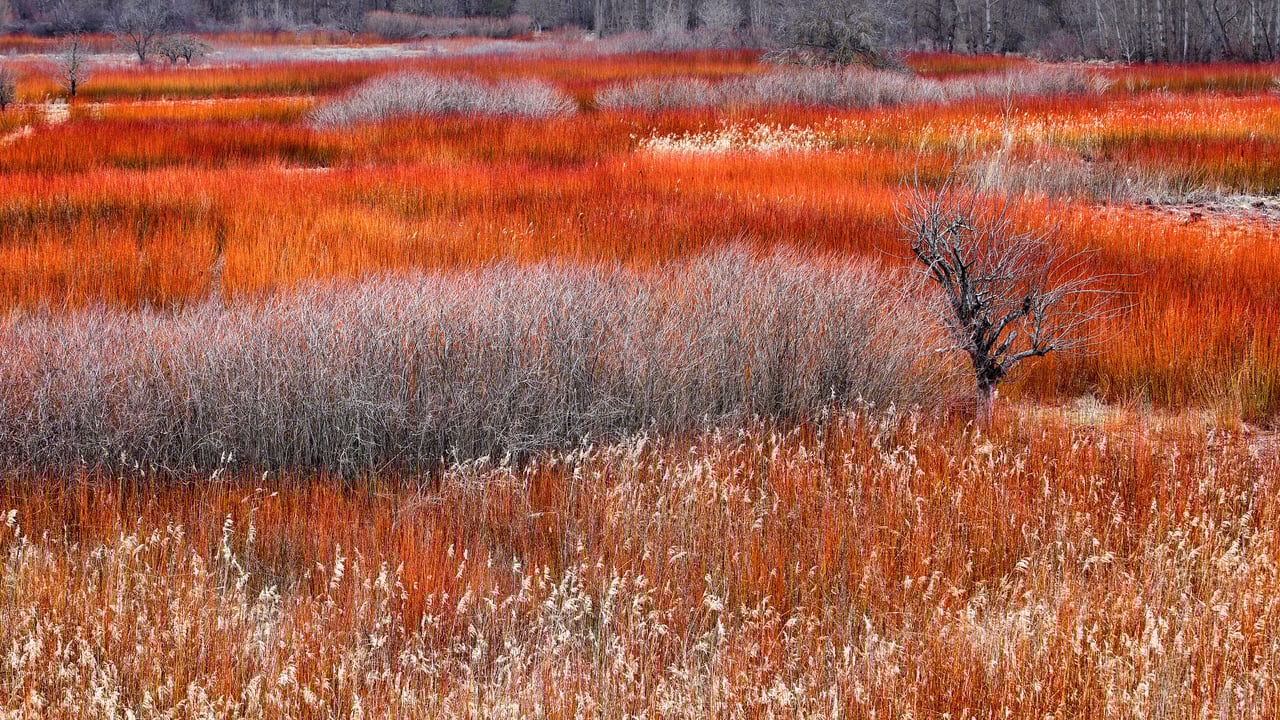 Wicker fields in Cañamares, Spain (© David Santiago Garcia/Alamy) desktop wallpaper