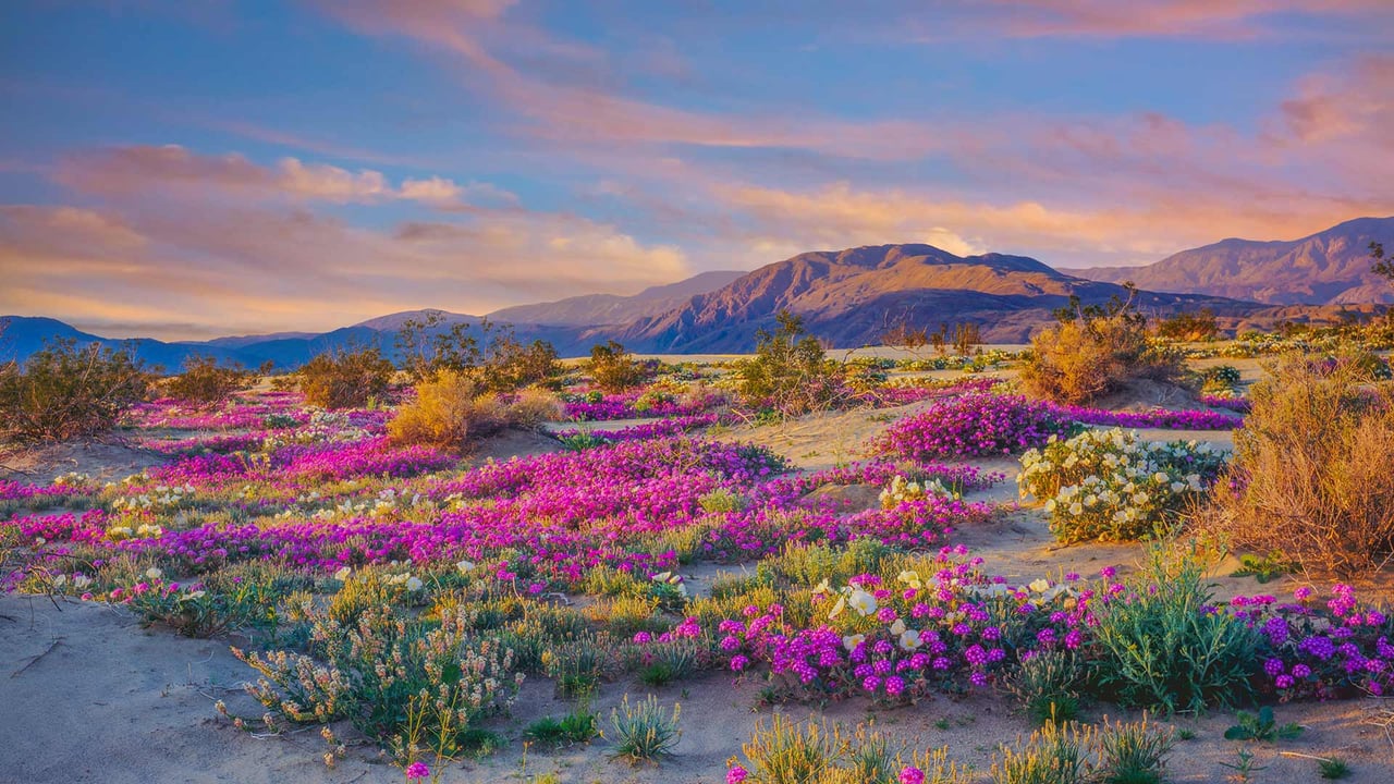 Wildflowers in Anza-Borrego Desert State Park, California (© Ron and Patty Thomas/Getty Images) desktop wallpaper