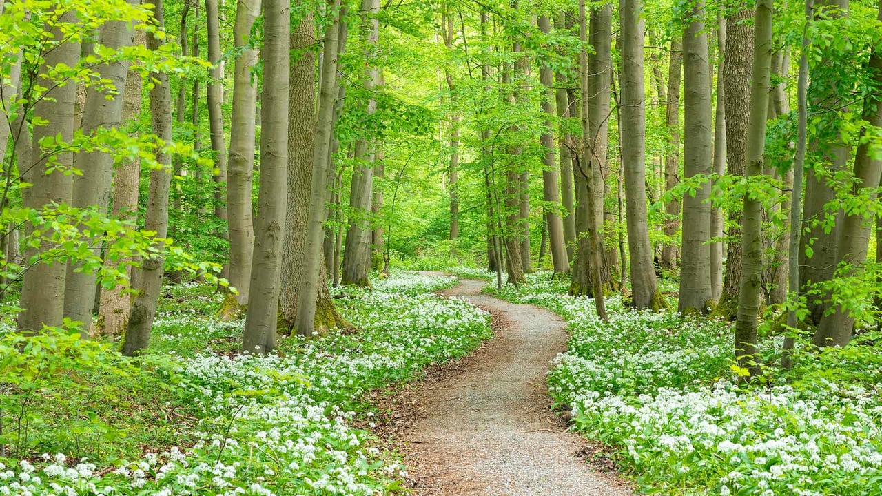 Blooming wild garlic, Hainich National Park, Germany (© Frank Sommariva/Getty Images) desktop wallpaper