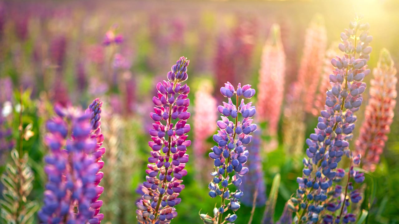 Wild lupines in bloom (© silverjohn/Getty Images Plus) desktop wallpaper