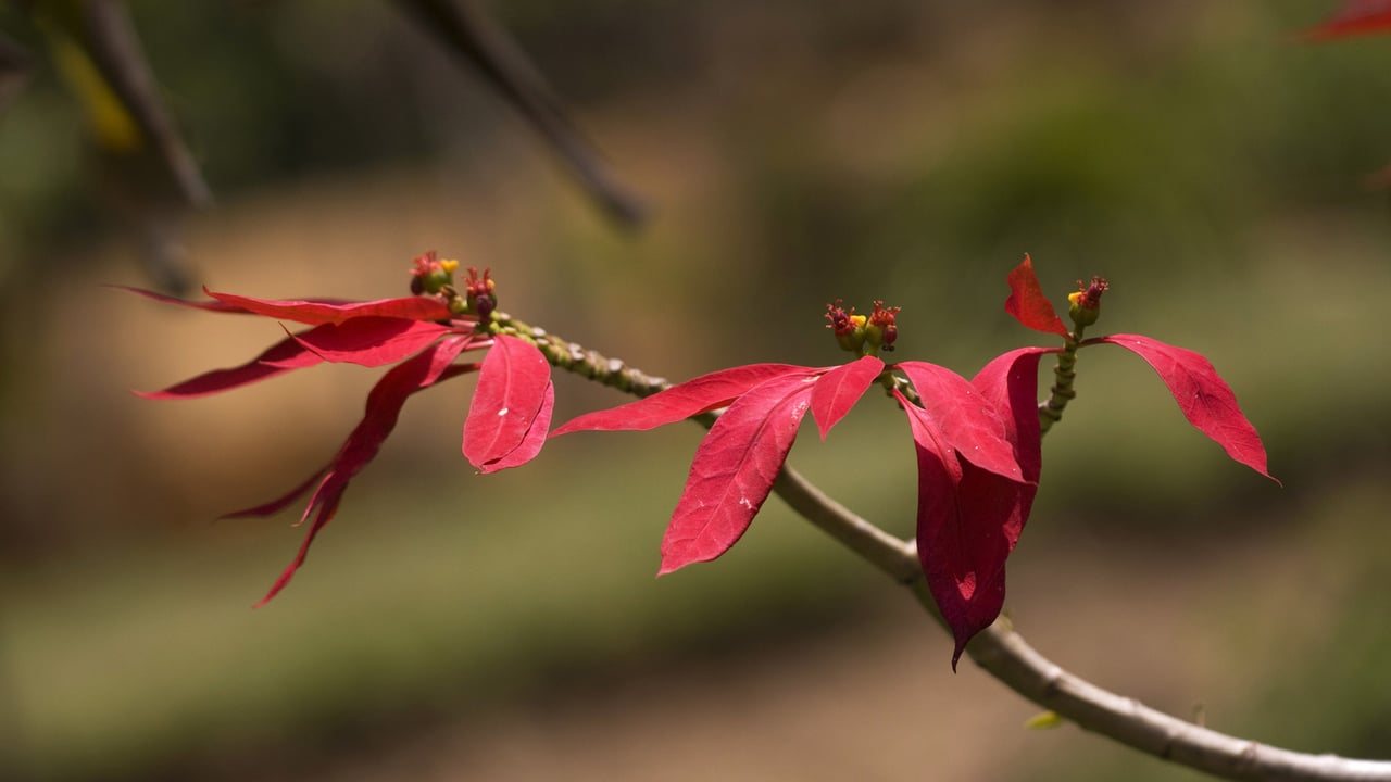 Wild poinsettia (aka Christmas flower) (© David Hosking/NPL/Minden Pictures) desktop wallpaper