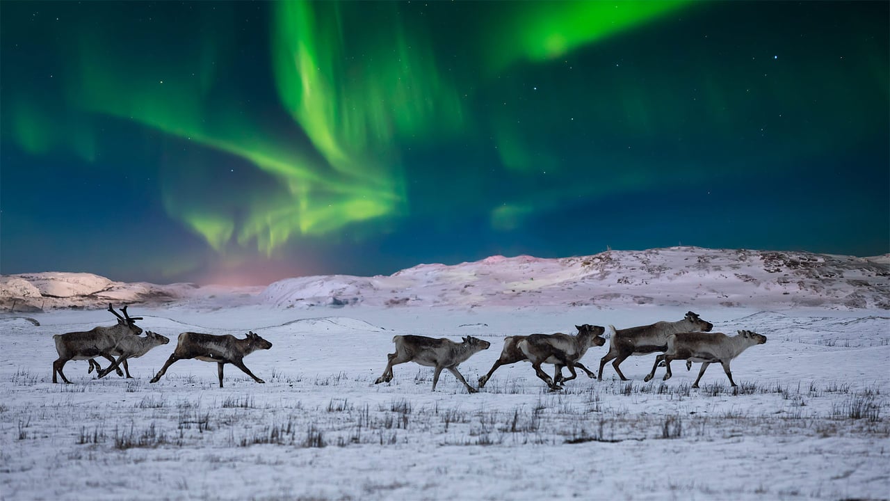 Northern lights and wild reindeer on the tundra in Norway (© Anton Petrus/Getty Images) desktop wallpaper
