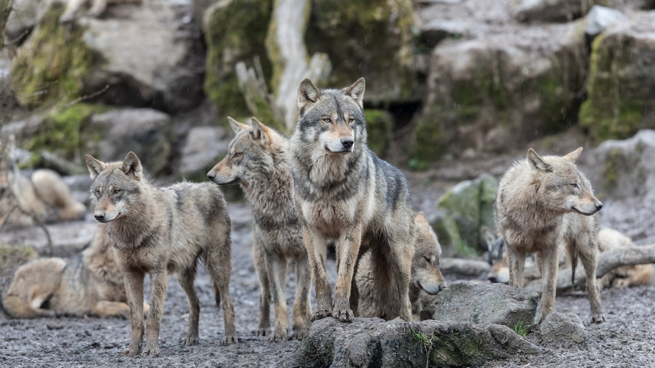Loup gris (© AB Photography/Getty Images) desktop wallpaper