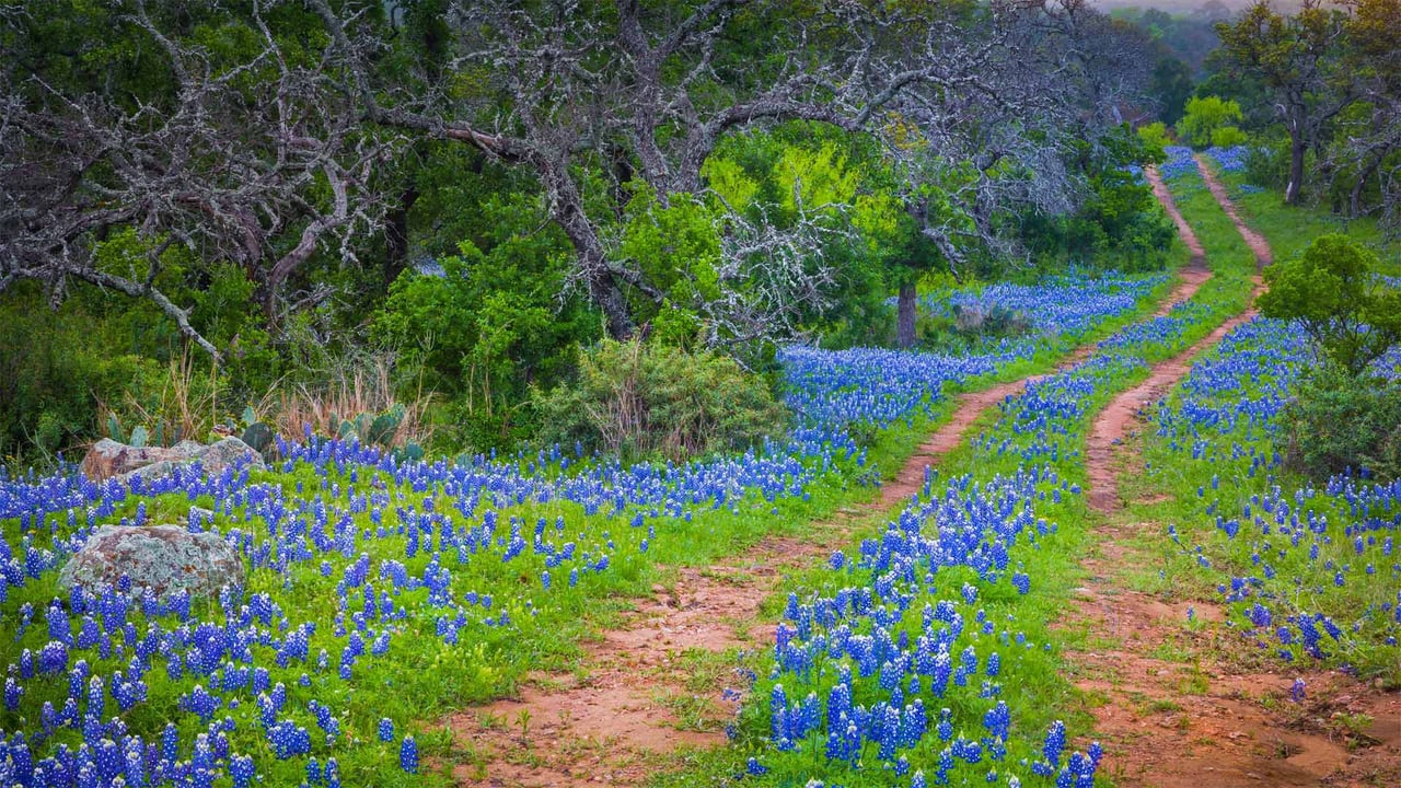 Bluebonnets growing alongside an old road in the Texas Hill Country (© Inge Johnsson/Alamy) desktop wallpaper