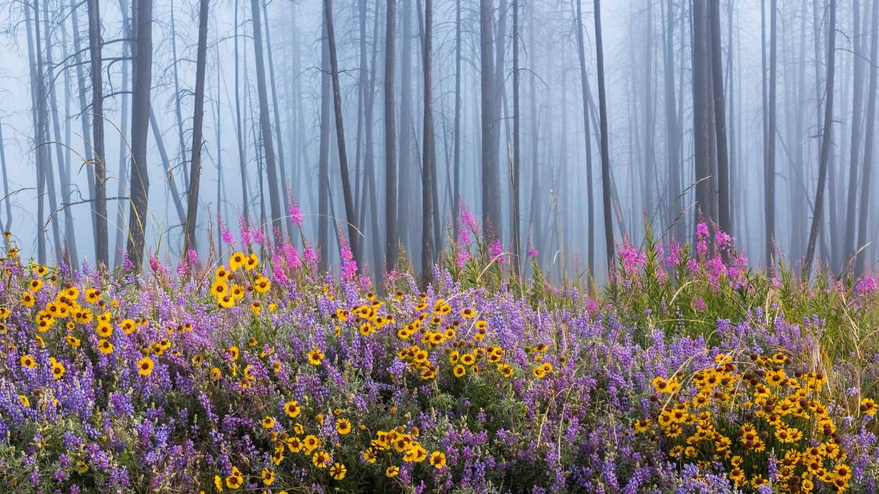 火灾烧毁大部分森林后,野花遍地的凯尔特河野营地 (© Debra Brash/plainpicture) desktop wallpaper