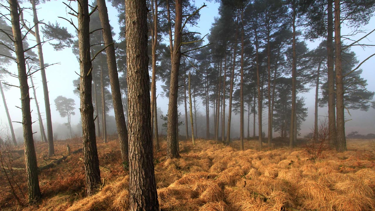 Ashdown Forest Landscape, East Sussex, UK (© Chris Mole/Alamy Stock Photo) desktop wallpaper
