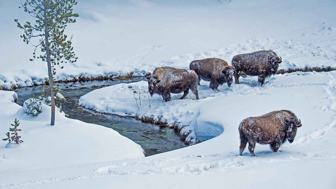 American bison in Yellowstone National Park, Wyoming (© Steve Gettle/Minden Pictures) desktop wallpaper