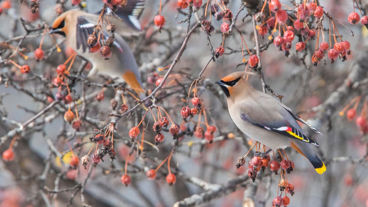 Bohemian waxwing, Canada (© Mircea Costina/Alamy) desktop wallpaper