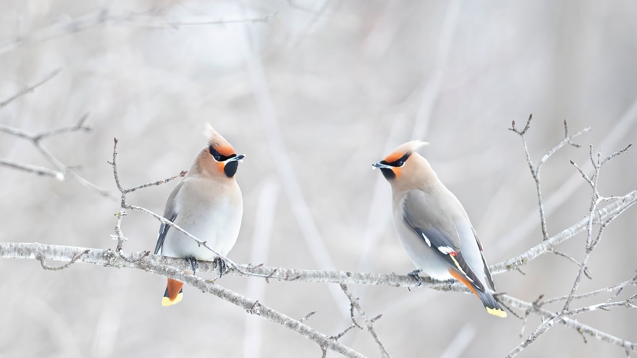 波西米亚太平鸟栖息在树枝上,加拿大 (© Jim Cumming/Shutterstock) desktop wallpaper