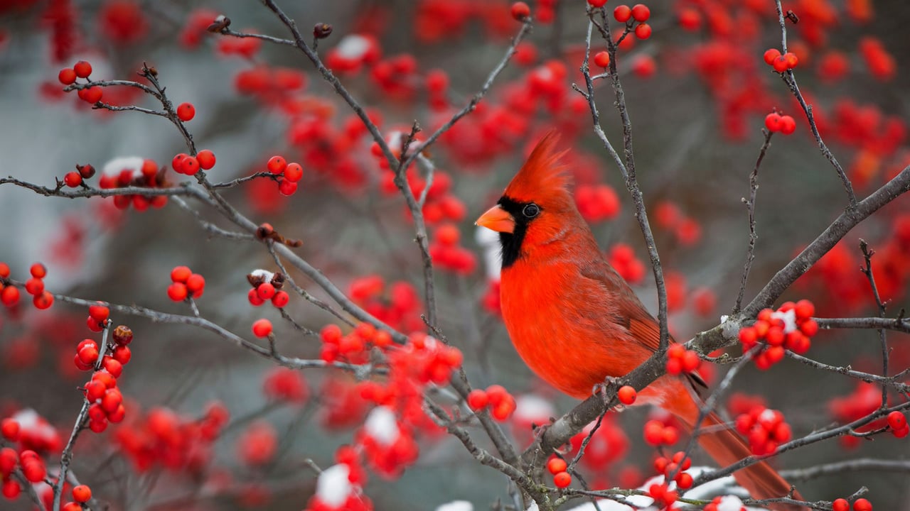 A northern cardinal perched in a common winterberry bush in Marion County, Illinois (© Richard and Susan Day/Danita Delimont) desktop wallpaper