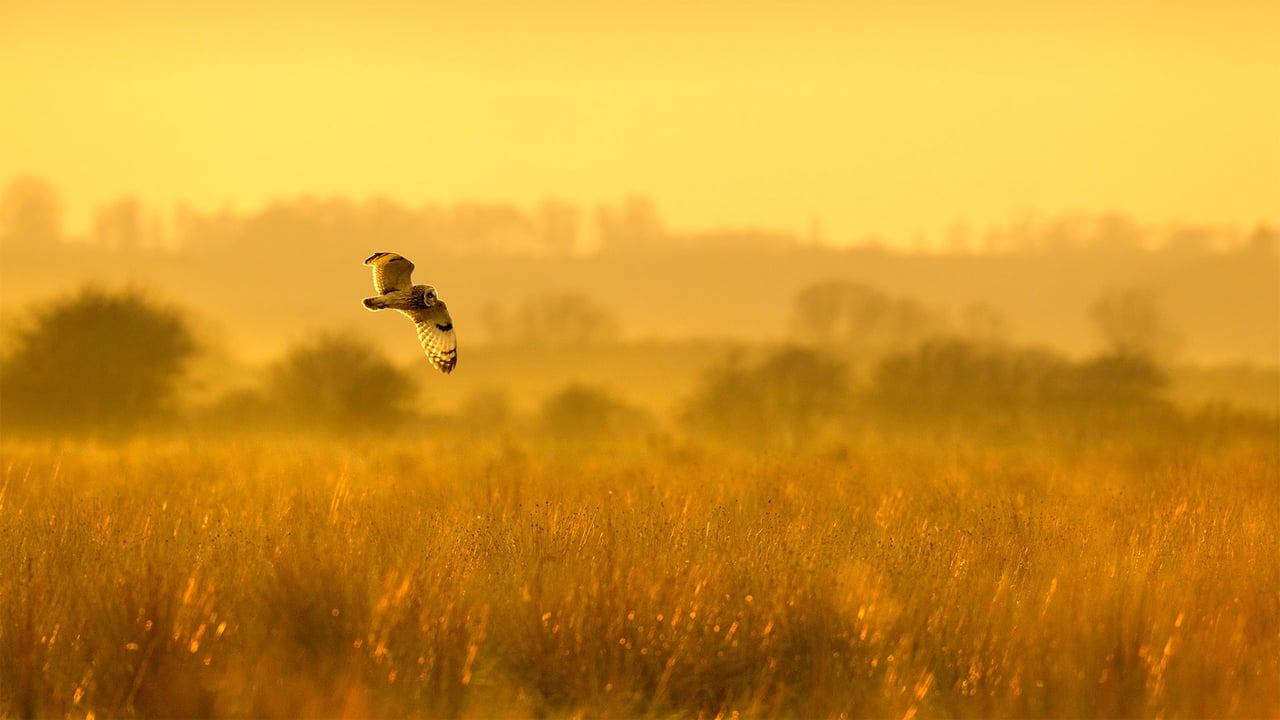 Short-eared owl hunting at dusk in Worlaby Carrs, Lincolnshire, England (© Ben Hall/Minden Pictures) desktop wallpaper