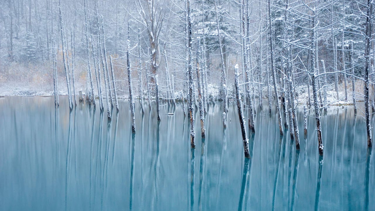 青い池, 北海道 美瑛町 (© Haruna/Getty Images) desktop wallpaper