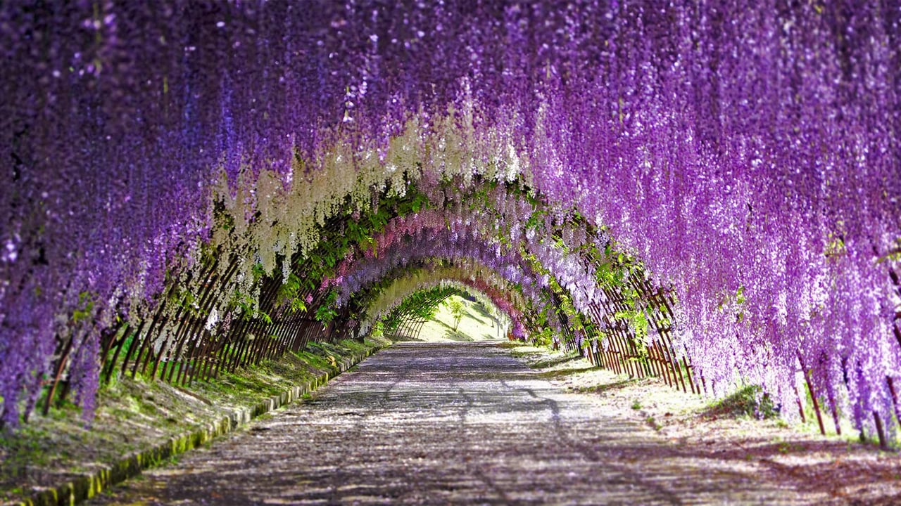 Wisteria blooms at Kawachi Fuji Gardens in Kitakyushu, Japan (© Wibowo Rusli/Alamy) desktop wallpaper
