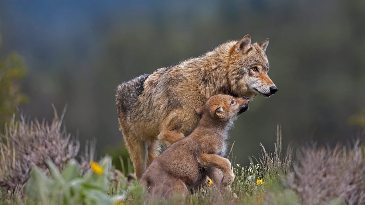 Gray wolf with begging pup, Montana (© Tim Fitzharris/Minden Pictures) desktop wallpaper