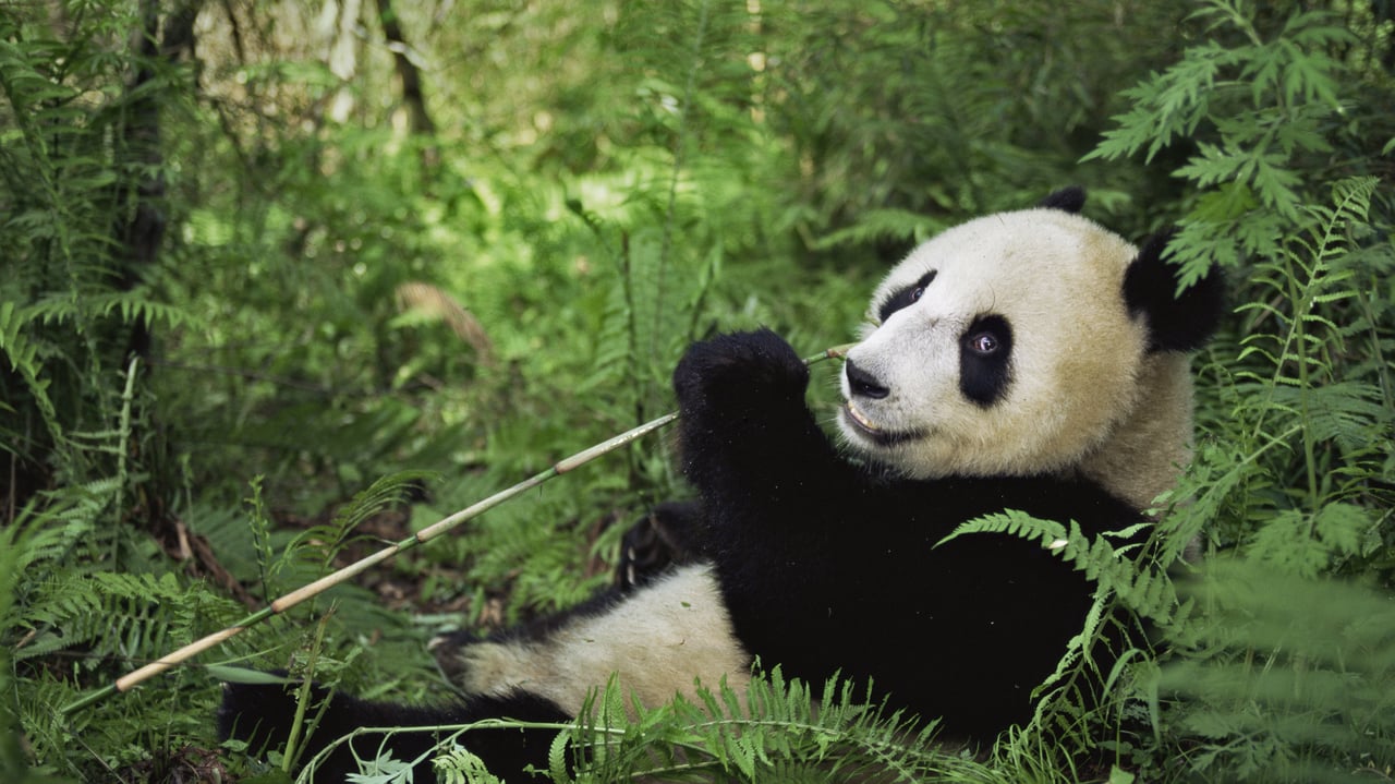 ｢ジャイアントパンダ｣中国, 四川省 (© Lynn M. Stone/Minden Pictures) desktop wallpaper