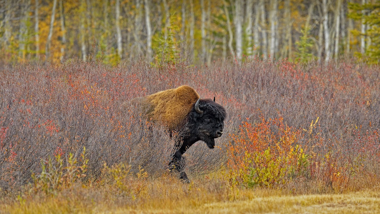 A wood bison near Behchoko, in the Northwest Territories, Canada (© Don Johnston/agefotostock) desktop wallpaper