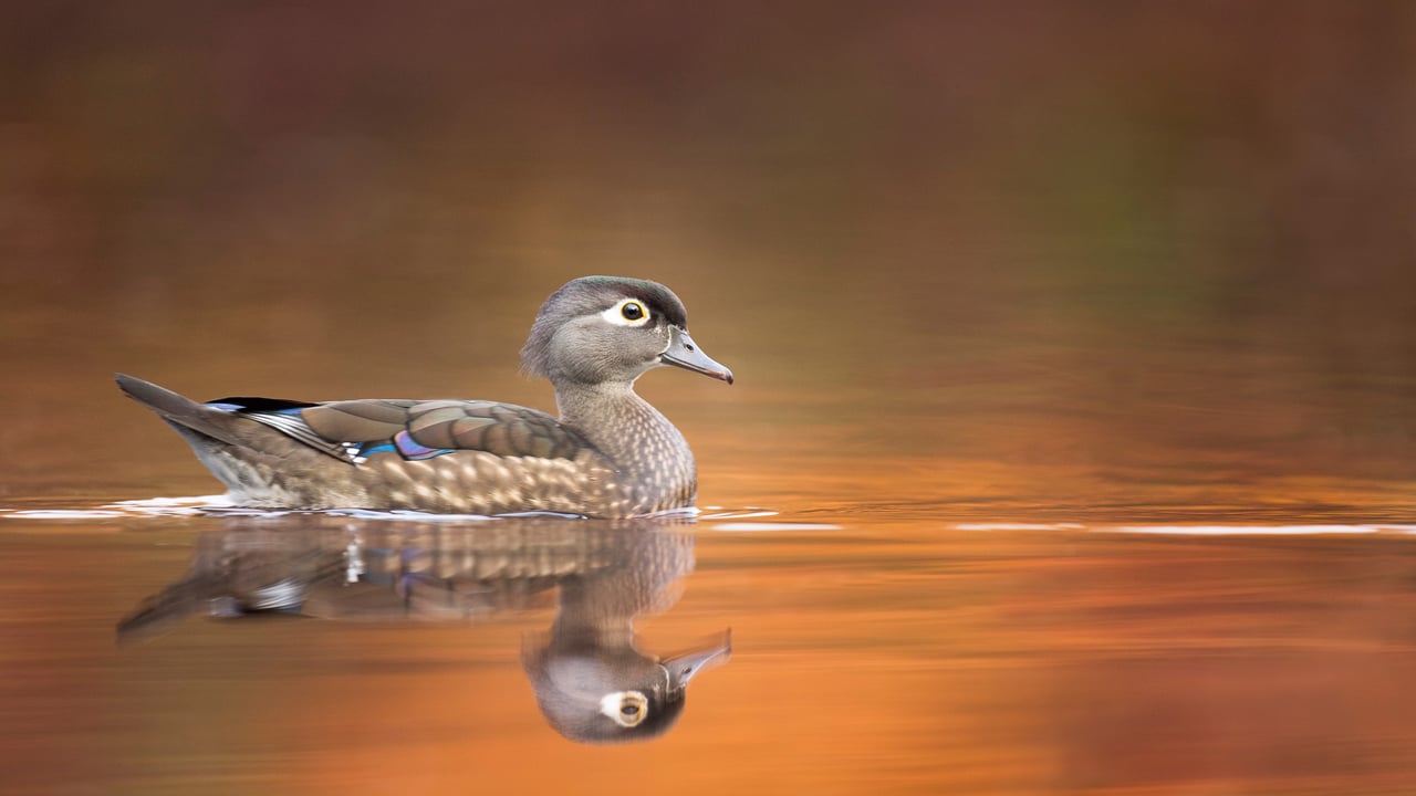 Wood duck hen (© ps50ace/iStock/Getty Images) desktop wallpaper