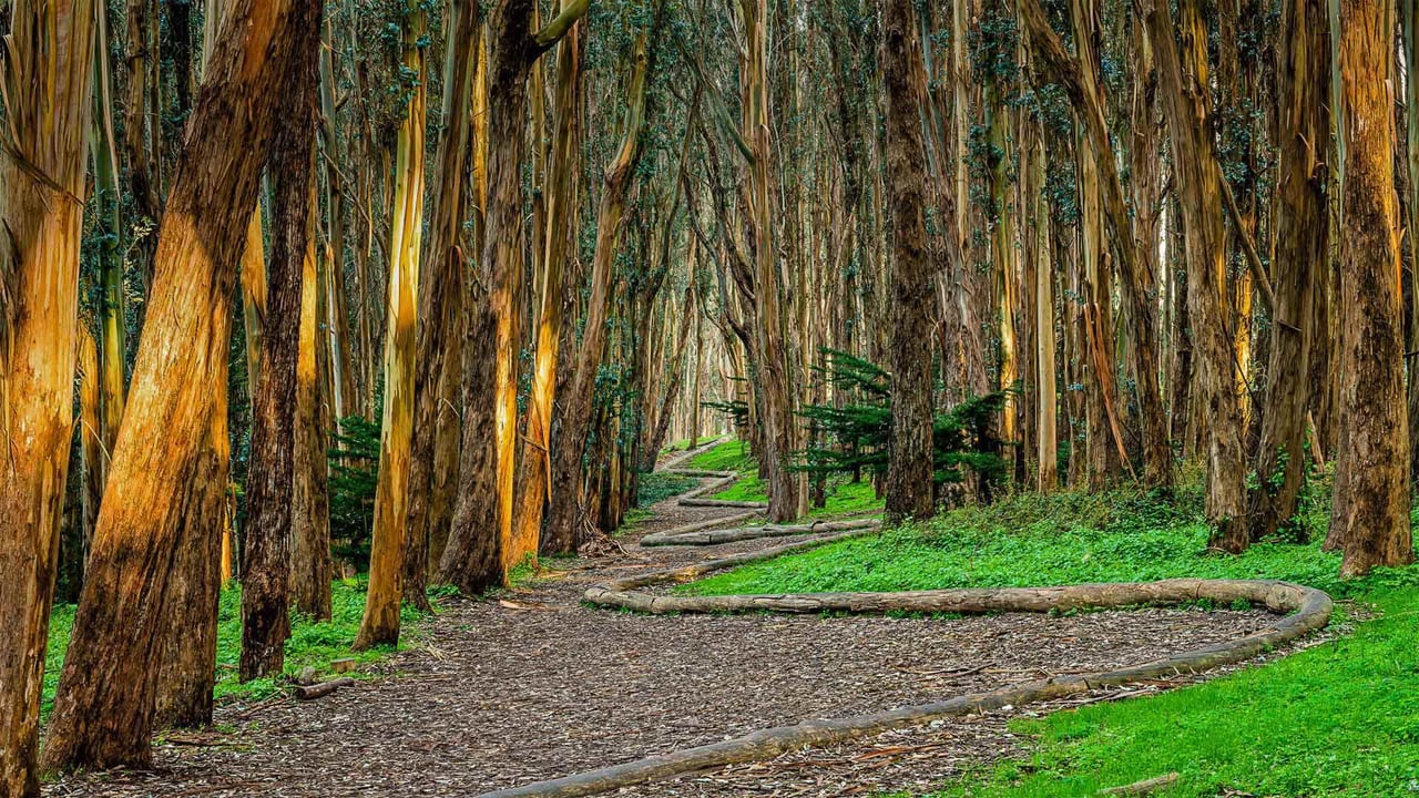 Andy Goldsworthy's 'Wood Line' installation near Lovers' Lane in the Presidio of San Francisco, California (© Chris LaBasco/Alamy) desktop wallpaper
