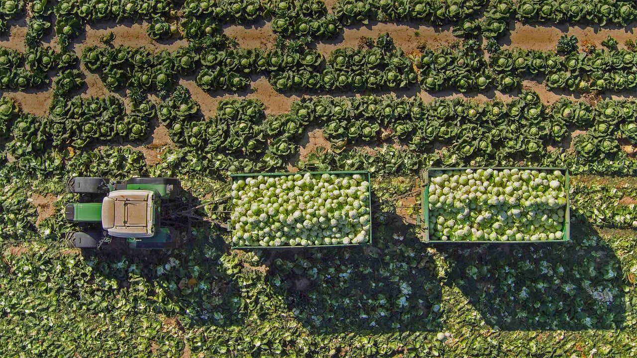 View of a tractor and trailers of cabbage in a field in Sankt Pölten, Austria (© Stephan Zirwes/Getty Images) desktop wallpaper